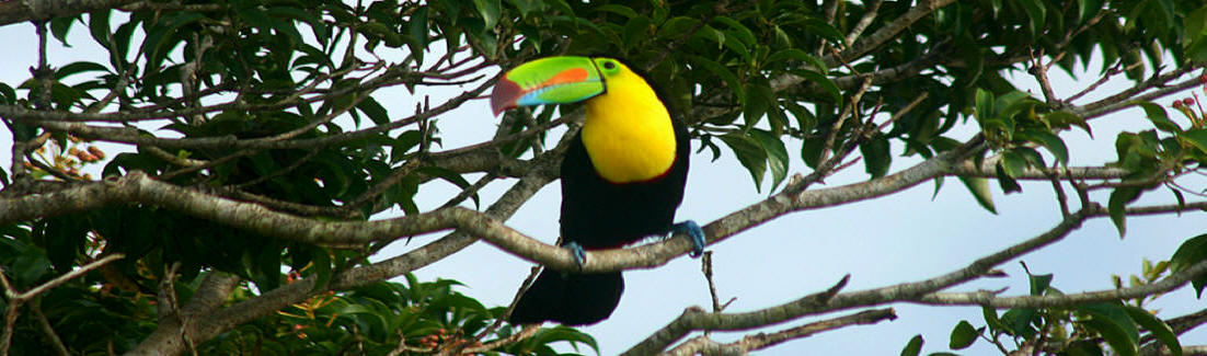 Birdwatching and nature travel in Yucatan near Merida