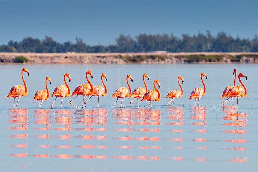 Birdwatching and nature travel in Yucatan near Merida