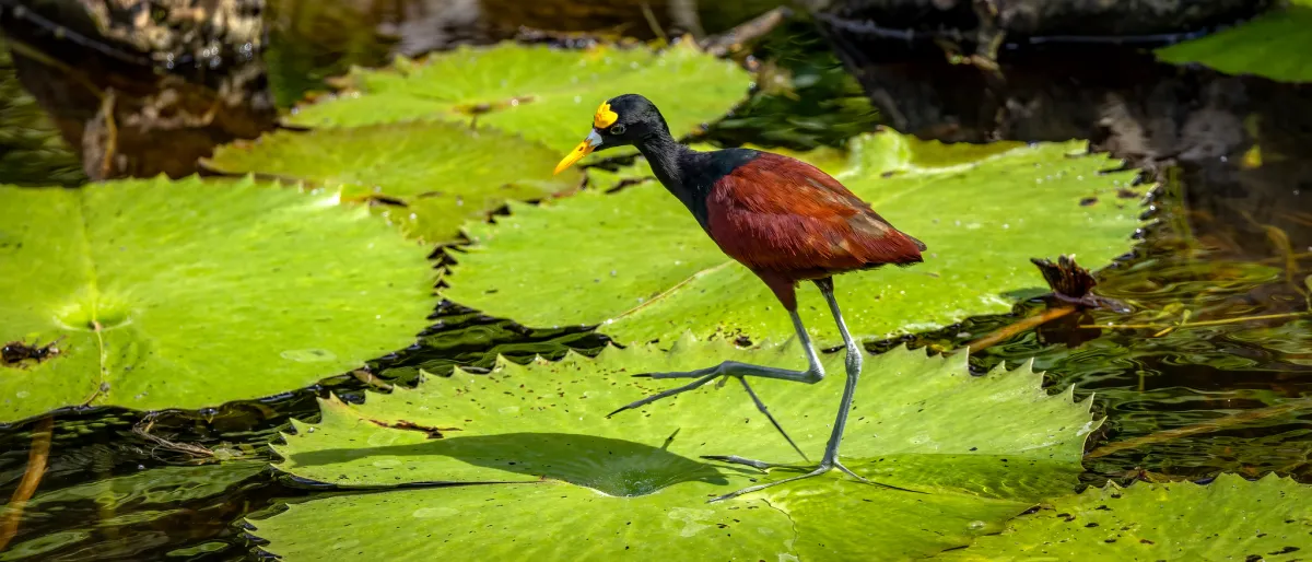 Birdwatching and nature travel in Yucatan near Merida