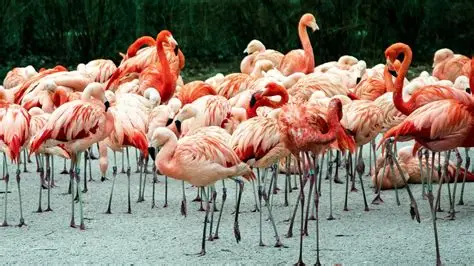 Birdwatching and nature travel in Yucatan near Merida